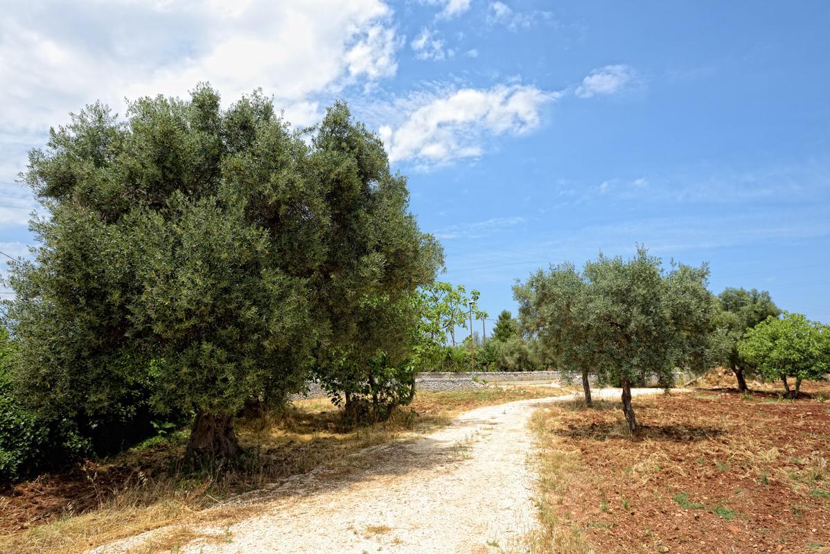 Villa Giorgia Monopoli Esterno foto